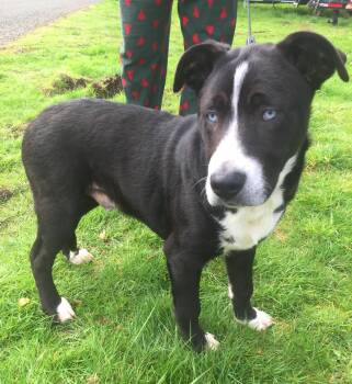 Black Labrador Retriever and Husky Dogs Available for Adoption in Ventura, California - Cole | PetCurious