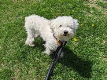 Miniature Poodle Dogs Available for Adoption in North Haven, Connecticut - Candy | PetCurious