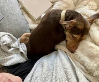 Mixed Breed Dogs Available for Adoption - Ruper | PetCurious