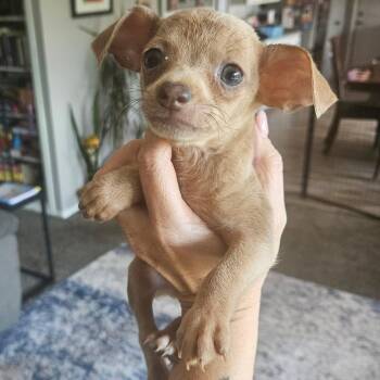 Jericho -  Chihuahua Dog for Adoption in Tomah, Wisconsin - Jericho | PetCurious