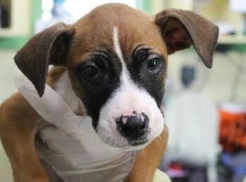 Rescue Boxer and Mixed Breed Dogs for Adoption in Picayune, Mississippi - Gumbo | PetCurious