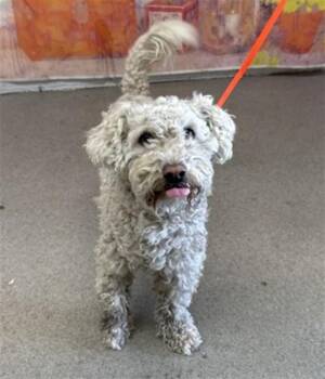DEREK -  Poodle and Mixed Breed Dog for Adoption in San Bernardino, California - DEREK | PetCurious