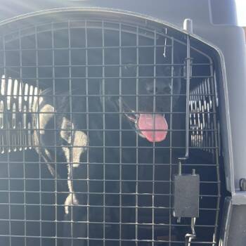 Mixed Breed Dogs Available for Adoption - Coyote | PetCurious