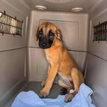 Lemon -  Mixed Breed Dog for Adoption in Edwardsville, Illinois - Lemon | PetCurious