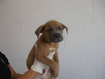 A386340 -  German Shepherd Dog and Pit Bull Terrier Dog for Adoption in Ocala, Florida - A386340 | PetCurious