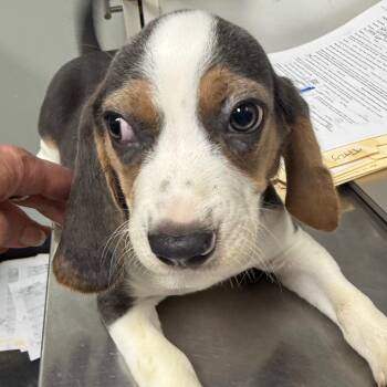 Charlie Bear -  Basset Hound and Beagle Dog for Adoption in Normal, Illinois - Charlie Bear | PetCurious