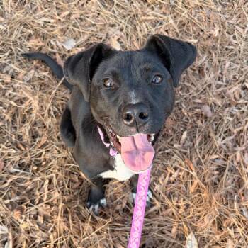 Zia -  Mixed Breed Dog for Adoption in Alabaster, Alabama - Zia | PetCurious
