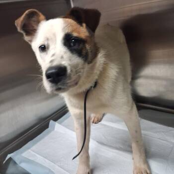 Honesty -  Mixed Breed Dog for Adoption in Pauls Valley, Oklahoma - Honesty | PetCurious