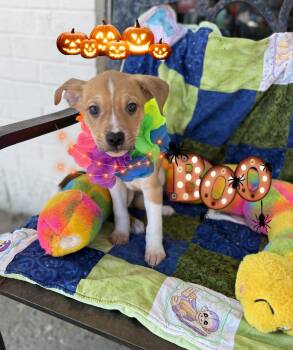 Buddy -  Boxer and Cattle Dog Dog for Adoption - Buddy | PetCurious