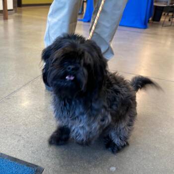 Shih Tzu Dogs Available for Adoption in York, Pennsylvania - Pugsly | PetCurious
