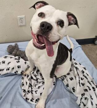 Mixed Breed Dogs Available for Adoption - GYPSY | PetCurious