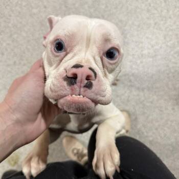 Boston Terrier and French Bulldog Dogs Available for Adoption - Daisy | PetCurious