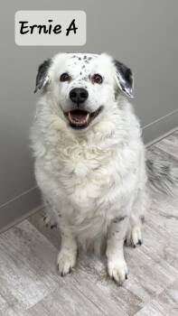 Australian Shepherd Dogs Available for Adoption in Urbana, Ohio - Ernie A | PetCurious