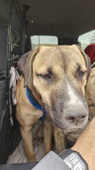 LAYLANI -  Pit Bull Terrier and Labrador Retriever Dog for Adoption in Casper, Wyoming - LAYLANI | PetCurious