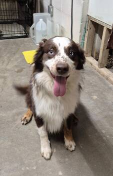 Border Collie and Australian Shepherd Dogs Available for Adoption - Copenhagen | PetCurious