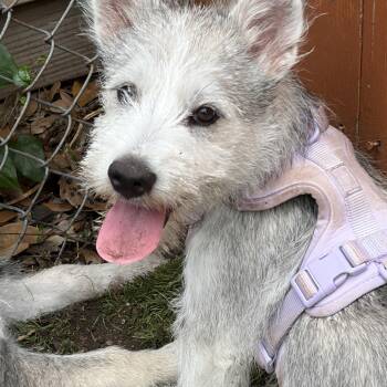 Schnauzer Dogs Available for Adoption - Dutton — A New Year’s Baby Ready For His Forever Home | PetCurious