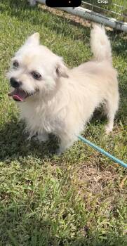 Ham -  West Highland White Terrier Westie Dog for Adoption in Louise, Texas - Ham | PetCurious