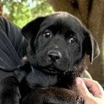 Retriever and Shepherd Dogs Available for Adoption in Sudbury, Massachusetts - Landry, Luca, And Louie | PetCurious