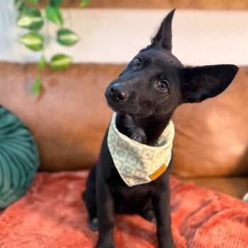 Sol Sweetie -  German Shepherd Dog and Belgian Shepherd Malinois Dog for Adoption in Friendswood, Texas - Sol Sweetie | PetCurious