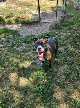 MISTER DINO -  Pit Bull Terrier Dog for Adoption in Reed City, Michigan - MISTER DINO | PetCurious