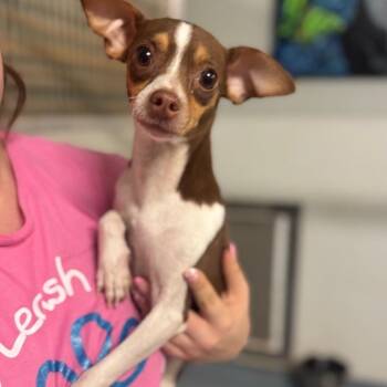 Lexie -  Chihuahua and Mixed Breed Dog for Adoption in Brownsboro, Alabama - Lexie | PetCurious