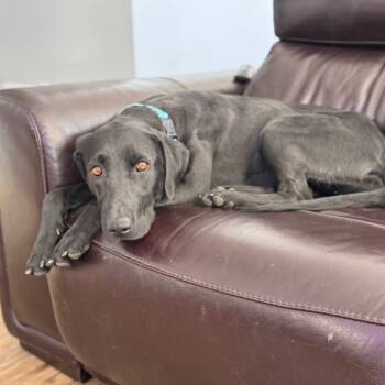 Rescue Black Labrador Retriever and Mixed Breed Dogs for Adoption in Buffalo, Minnesota - Cherokee | PetCurious