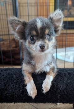 Nacho -  Chihuahua Dog for Adoption in Sioux Falls, South Dakota - Nacho | PetCurious