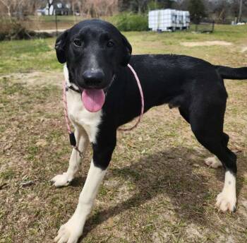 Pointer Dogs Available for Adoption - Cap’n Crunch | PetCurious