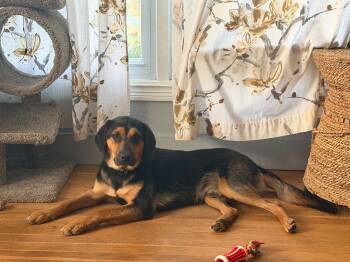 Jude -  Black And Tan Coonhound Dog for Adoption in Grand Rapids, Michigan - Jude | PetCurious