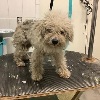 IVHS-Stray-140727_2 -  Miniature Poodle Dog for Adoption in San Gabriel, California - IVHS-Stray-140727_2 | PetCurious