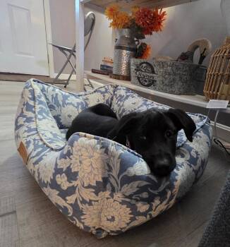 Lizzy -  Labrador Retriever Dog for Adoption - Lizzy | PetCurious