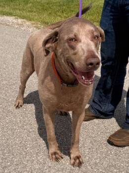 Happy -  Weimaraner and Labrador Retriever Dog for Adoption in Defiance, Ohio - Happy | PetCurious