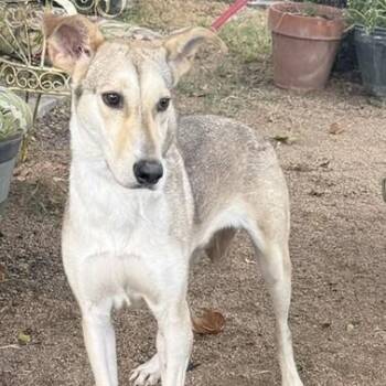 Lulu -  German Shepherd Dog Dog for Adoption in Williston, Vermont - Lulu | PetCurious