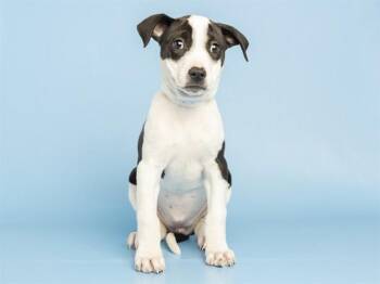 DOBBY -  Pit Bull Terrier Dog for Adoption in Phoenix, Arizona - DOBBY | PetCurious