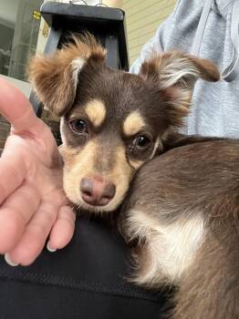 Chihuahua and Dachshund Dogs Available for Adoption - Mocha | PetCurious