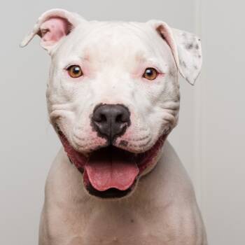 Rescue Pit Bull Terrier Dogs for Adoption in Palm Springs, California - Casanova | PetCurious