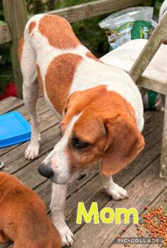 Hound and Labrador Retriever Dogs Available for Adoption in South Bend, Indiana - Biscuit | PetCurious