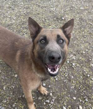 Belgian Shepherd Malinois Dogs Available for Adoption in Buffalo, New York - Foxy | PetCurious