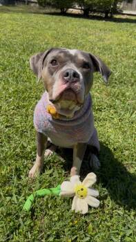 American Staffordshire Terrier Dogs Available for Adoption - Paisley | PetCurious