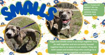 Pit Bull Terrier Dogs Available for Adoption in Powhatan, Virginia - Smalls  | PetCurious