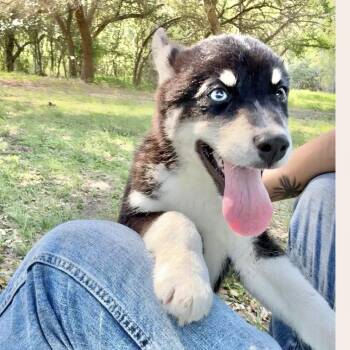 Australian Shepherd Dogs Available for Adoption in Austin, Texas - Stetson | PetCurious