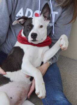 Pit Bull Terrier Dogs Available for Adoption - Pizza | PetCurious