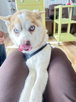 Pomsky Dogs Available for Adoption - Hyde | PetCurious