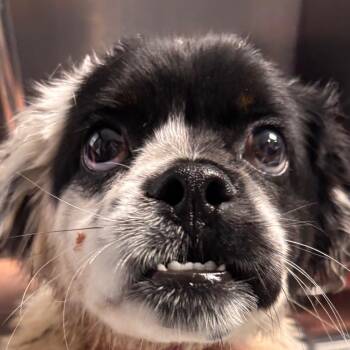 Peppermint -  Mixed Breed Dog for Adoption in Allentown, Pennsylvania - Peppermint | PetCurious