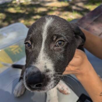 Rescue Mixed Breed and Border Collie Dogs for Adoption in Williston, Florida - Mochi | PetCurious