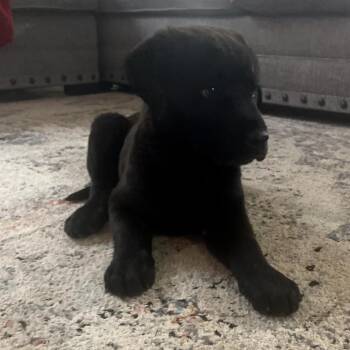 Labrador Retriever and Shepherd Dogs Available for Adoption - Watt | PetCurious