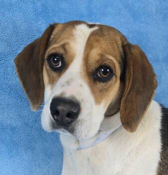 Harrier Dogs Available for Adoption - Cordelia | PetCurious