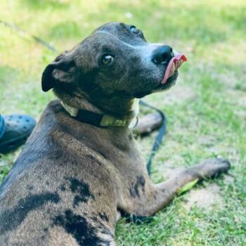 Creed -  Mixed Breed Dog for Adoption in Otisfield, Maine - Creed | PetCurious