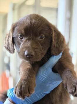 Beans -  Flat Coated Retriever Dog for Adoption in Kennewick, Washington - Beans | PetCurious