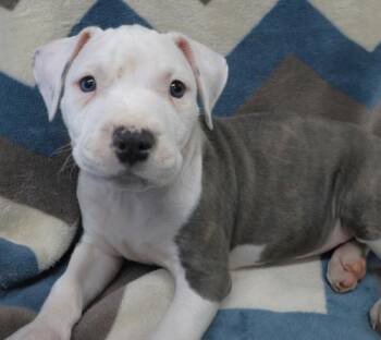 Staffordshire Bull Terrier Dogs Available for Adoption in Thief River Falls, Minnesota - Pogo | PetCurious